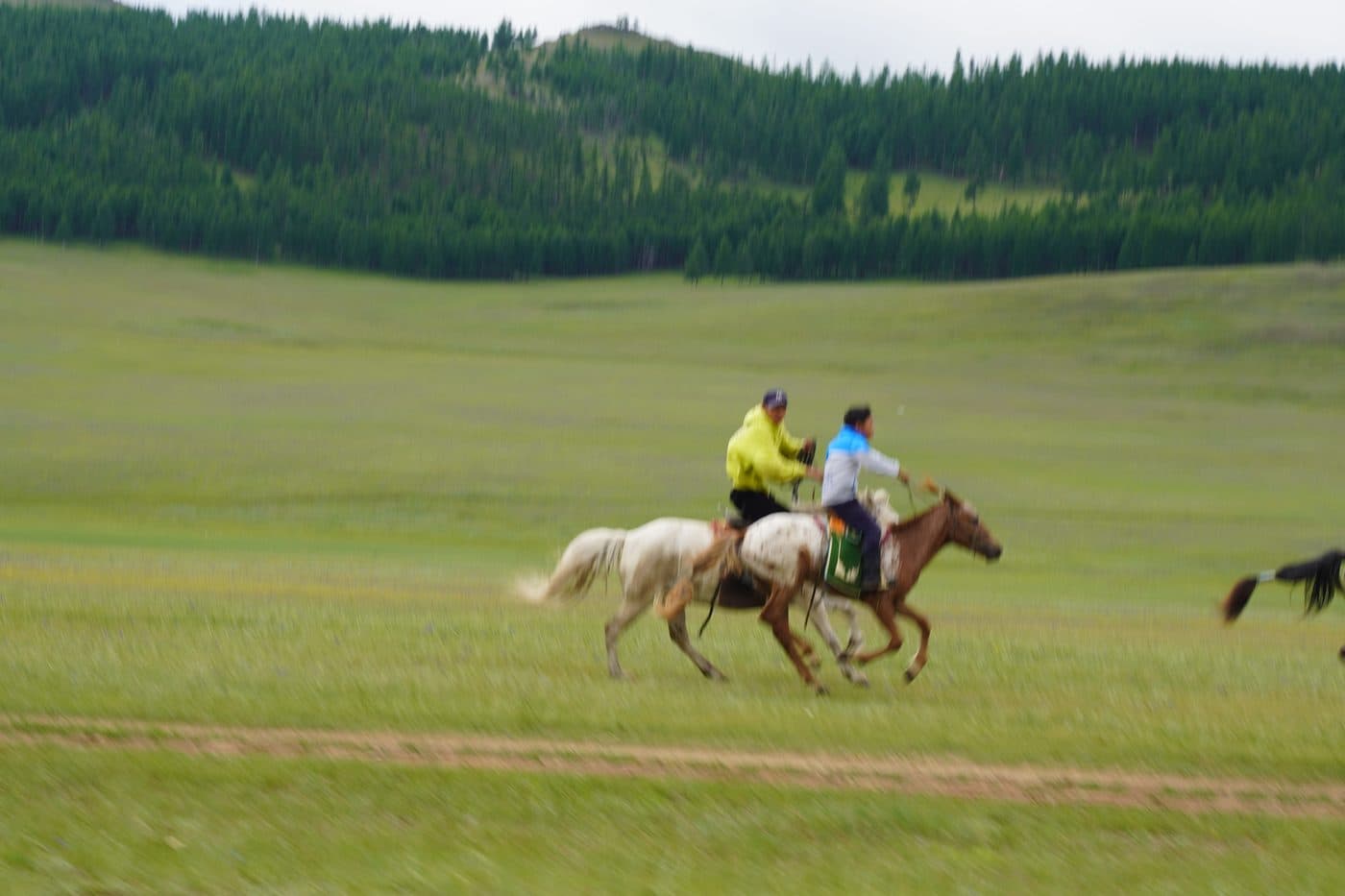 horses, naadam, racing