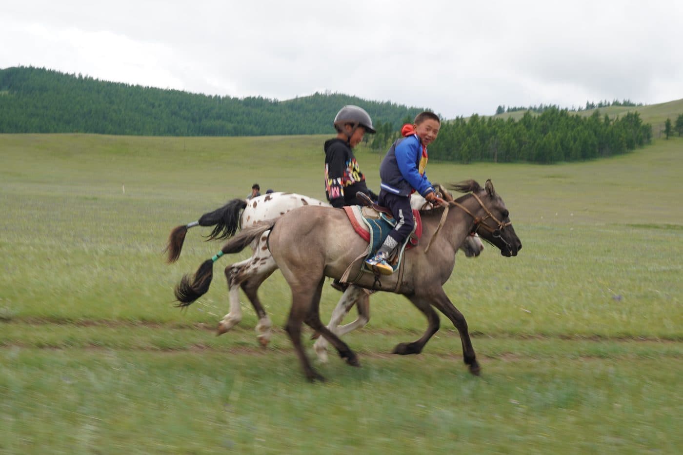 horses