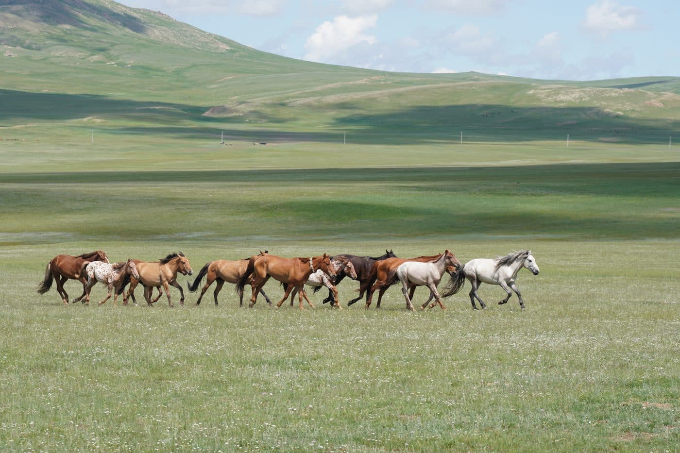 Horse herd on the steppe